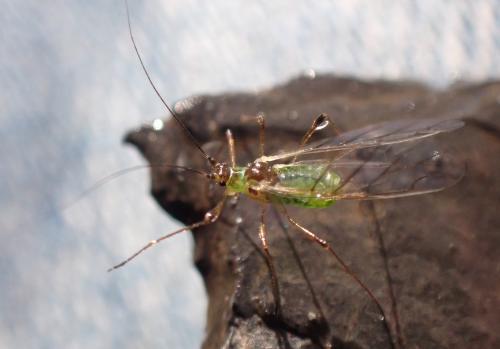 Réf. 351 717 : Macrosiphum sp.